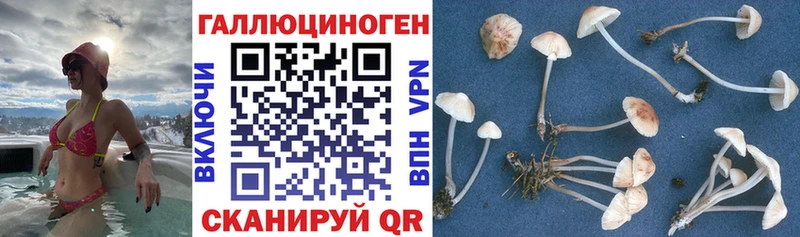 Псилоцибиновые грибы мухоморы  Торопец 